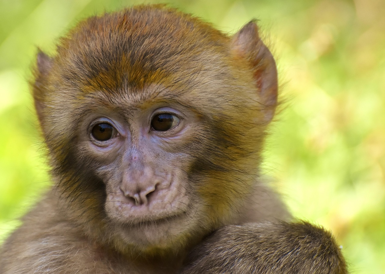 Parcs animaliers